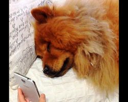 Depressed Dog Crying Out For Her Mother Breaks Down During Video Call