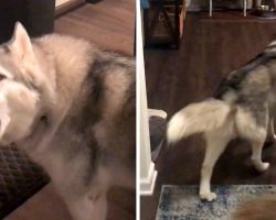 Mom Stops Work And Follows ‘Upset’ Husky Around The House Asking Him What’s Wrong