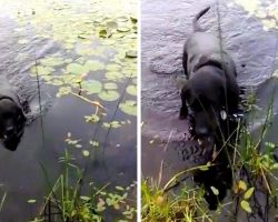 Dad Panics As Dog Dives Into Lake, Then He Sees The Creature In The Dog’s Mouth