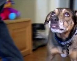 Panic-Stricken Dog Comes Running To Mom At Night And Begs Her To Follow Him