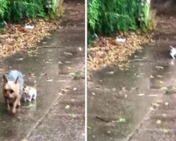 Dog Stumbles Upon Abandoned Kitten in Rain During Potty Break and Guides Her to Her Home for Shelter