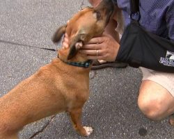 Loyal Dog Is The Only One To Notice Car Fall On Neighbor And Ends Up Saving His Life