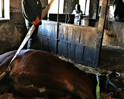 Horse Revives His Stricken Stablemate Who Was About To Be Put Down & Saves Her Life