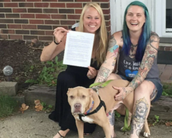 They Adopted A Dog With Terminal Cancer And Made The Last Months Of His Life The Happiest!