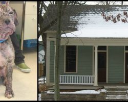 Dog Dumped On Side Of Road Shows Up On Man’s Doorstep, And He Knows Just What To Do
