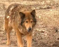 Stray Dog Evades Capture For Years Until Woman Shows Up And Changes Everything