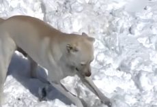 Minnesota Woman Adopts Abused Dog From Alabama – Now He’s Obsessed With Snow