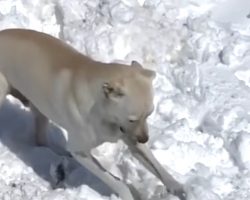 Minnesota Woman Adopts Abused Dog From Alabama – Now He’s Obsessed With Snow