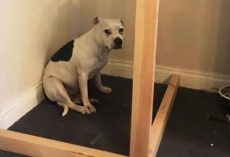 Dad Builds A Very “Special Solution” For His Rescue Dog Overwhelmed By Anxiety