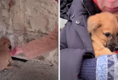 Freezing Puppy Searching for Warmth — Finds a Home and a New Paw-rent