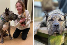 Abandoned Dog Is Given 10% Chance of Survival And A Miracle Happens