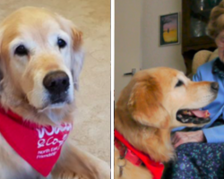 Pringle The ‘Friendship Dog’ Helps Elderly With Vow to End Loneliness