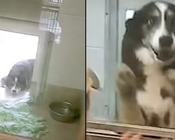 Dog Lost For Weeks Can’t Believe Mom And Dad Are Here To Get Her