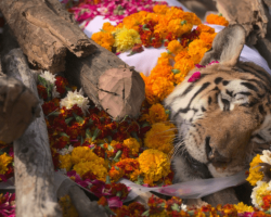 Heartbreaking Pictures Show Funeral Of Legendary “Supermom” Tigress