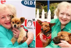 Animal Shelters See Huge Increase In Donations On Betty White’s Birthday, As Fans Donate In Honor Of Late TV Star