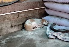 Rescuers Approach A Dog They Think Is Sleeping – Have To Carefully Pick Her Up To Save Her