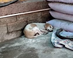 Rescuers Approach A Dog They Think Is Sleeping – Have To Carefully Pick Her Up To Save Her