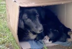 Mother Dog Found Bundled Up In A Cardboard Box With Her Puppies