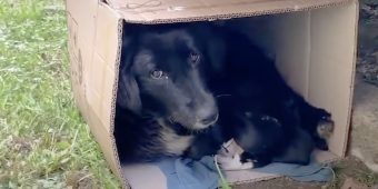 Mother Dog Found Bundled Up In A Cardboard Box With Her Puppies