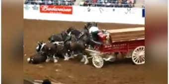 Clydesdale Horses Collapse During Arena Show, Their Comeback Is Breathtaking