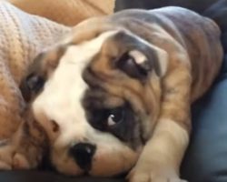 Bulldog puppy throws hilarious temper tantrum when he doesn’t get his way