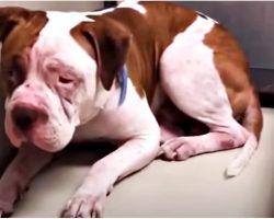 Terrified Pit Bull Wouldn’t Leave Shelter Corner Until She Heard A Voice & Inched Forward