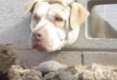 Dog Rescued in Arizona After Getting His Head Stuck in Cinder Block Wall