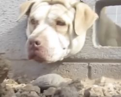 Dog Rescued in Arizona After Getting His Head Stuck in Cinder Block Wall