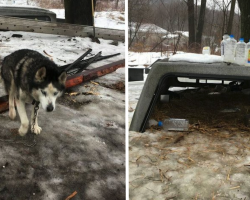 After 15 Years On A Chain In The Worst Conditions, Husky Finally Learns How To Be A Real Dog