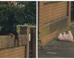 Woman Turns Car Around To Help A Dog Who Dropped His Stuffed Pig