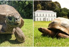 Jonathan the 190-year-old tortoise is officially the oldest tortoise in history