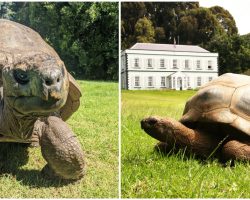 Jonathan the 190-year-old tortoise is officially the oldest tortoise in history