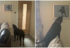 Dog Has Touching Reaction To Seeing Painting Of His Late Brother Who Passed Away