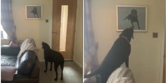 Dog Has Touching Reaction To Seeing Painting Of His Late Brother Who Passed Away