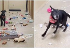 Shelter Dog Breaks Out Of Kennel, Spends All Night Partying With Squeak Toys