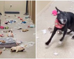 Shelter Dog Breaks Out Of Kennel, Spends All Night Partying With Squeak Toys