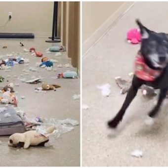 Shelter Dog Breaks Out Of Kennel, Spends All Night Partying With Squeak Toys