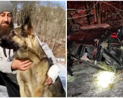 ‘Guardian Angel’ Dog Saves Owner Seriously Hurt In Crash By Running To Get Help