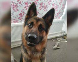 Loyal German Shepherd Scares Off Suspicious Stranger To Protect Owner