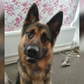 Loyal German Shepherd Scares Off Suspicious Stranger To Protect Owner