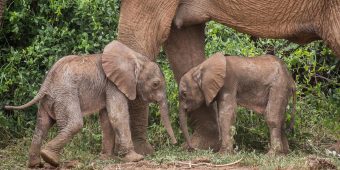 Extremely rare pair of twin baby elephants born in Kenya reserve