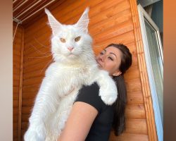 Giant Maine Coon is so huge that people think he’s a dog — and he’s not done growing