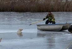 Firefighters come to the rescue of dog who fell through ice on frozen lake