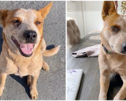 Woman Takes In Dog Left At Gas Station And Helps Find Her A Forever Home