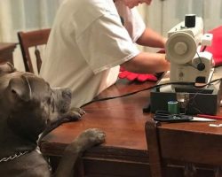Dog Nervously Watches Grandma Perform ‘Surgery’ On His Favorite Toy