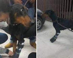 Amputee Doberman Gets A New Prosthetic Leg