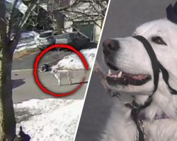 Dog Stops Traffic and Gets Assistance for Owner Having Seizure While Walking
