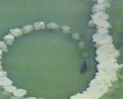 Ocean phenomenon caught on tape as dolphins make “net” using ocean mud