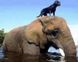 Orphan Elephant Had No Friends Until A Dog Climbed On Its Head!