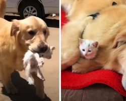 Golden Retriever Carries Stray Kitten Home To Keep As Her Own
